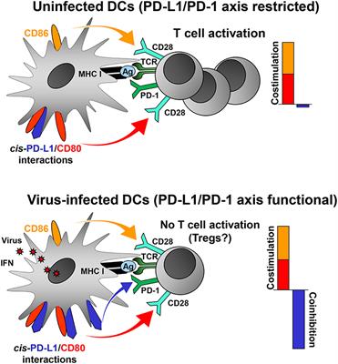 Frontiers | The PD-1/PD-L1 Axis And Virus Infections: A Delicate Balance